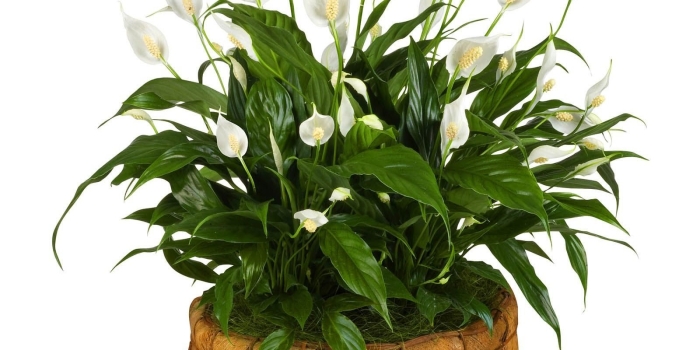 Спатифиллум floribundum