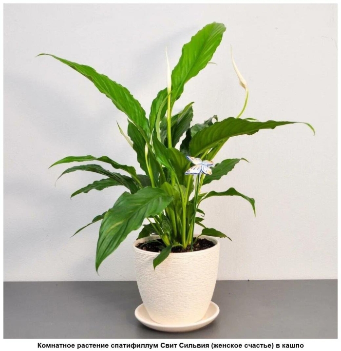 Спатифиллум свит
