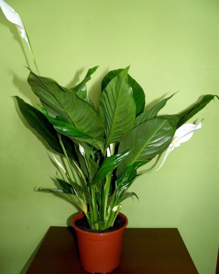 Спатифиллум кинг