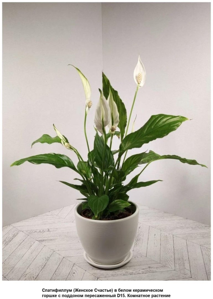 Спатифиллум bellini