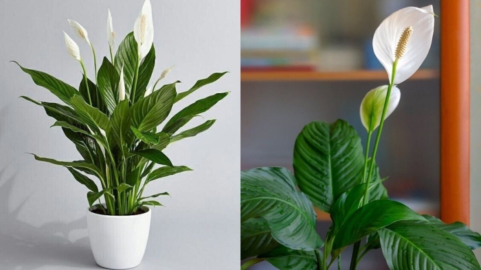 Спатифиллум альба