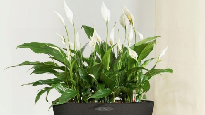 Спатифиллум лечуза