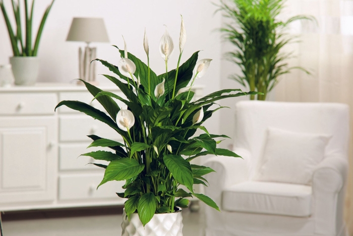 Спатифиллум sweet chico