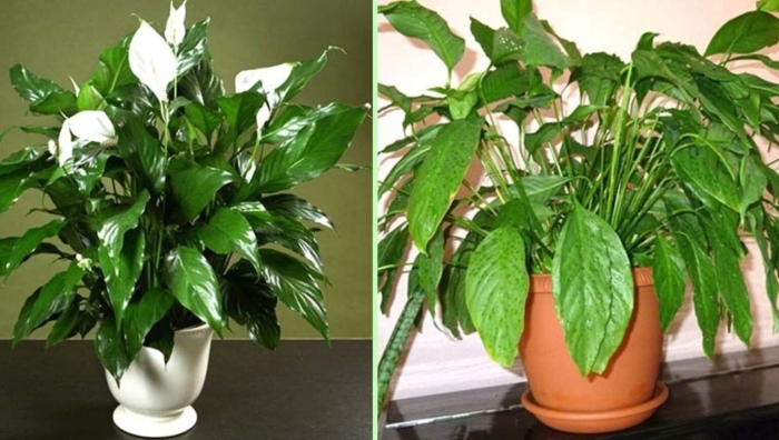 Спатифиллум цветок