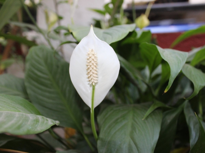 Спатифиллум цветок женского счастья