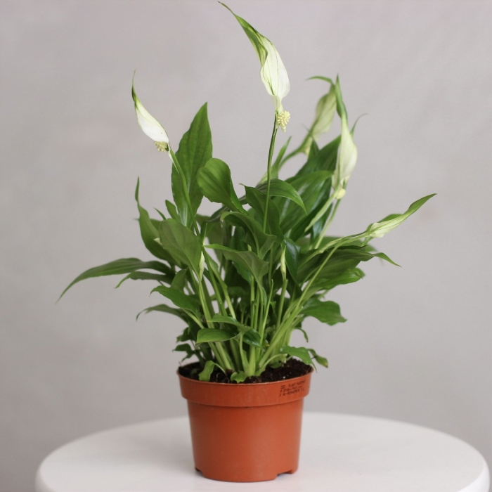 Спатифиллум шопен