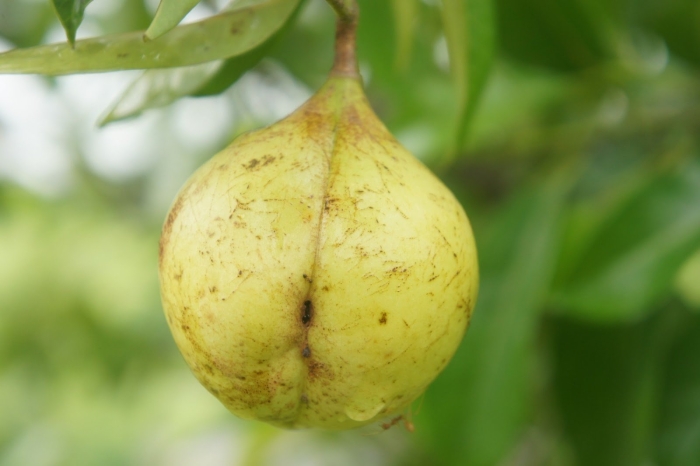 Мускатный орех плоды