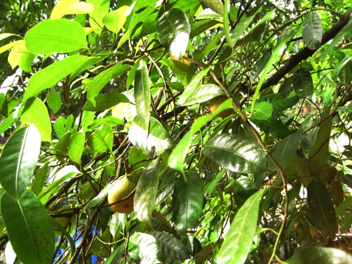 Mangifera odorata