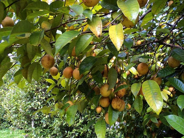 Мускатный орех дерево