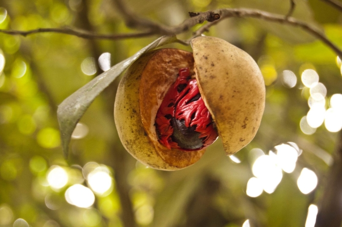 Myristica fragrans