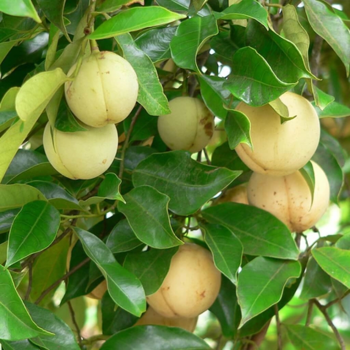 Мускатный орех дерево