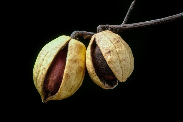 Орех пекан (carya illinoinensis) - плантация