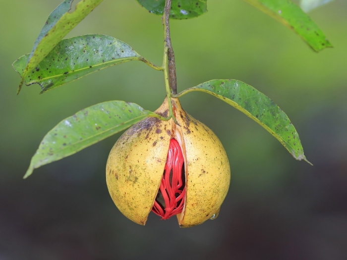 Мускатный орех растение