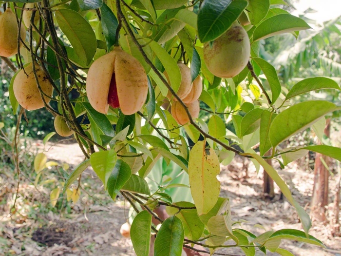 Мускатный орех дерево