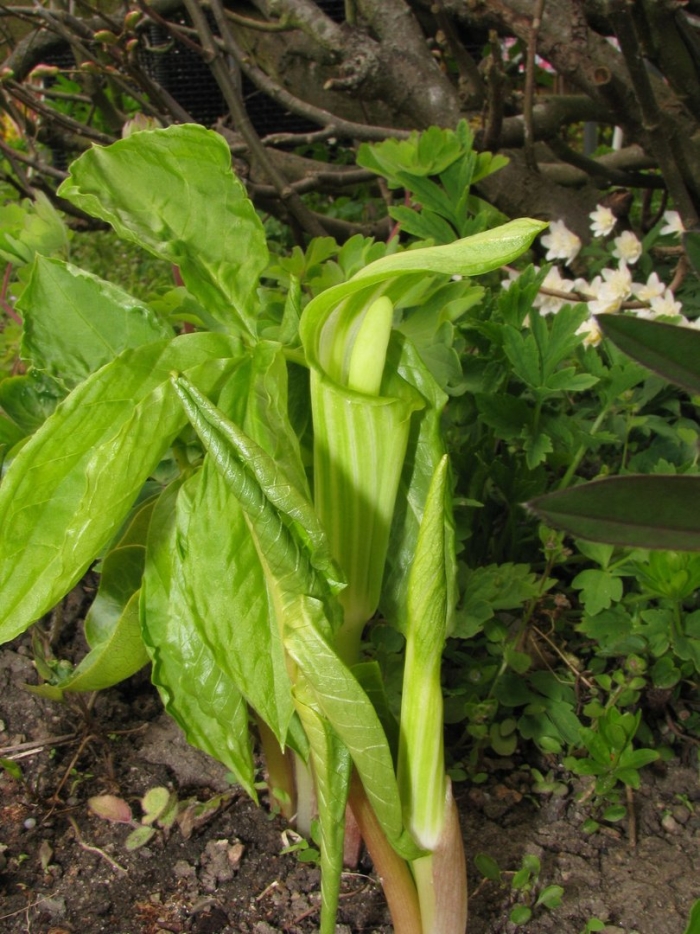Аризема амурская (arisaema amurense)