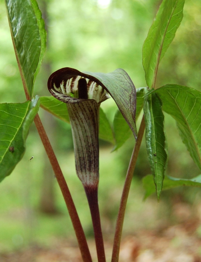 Arisaema triphyllum