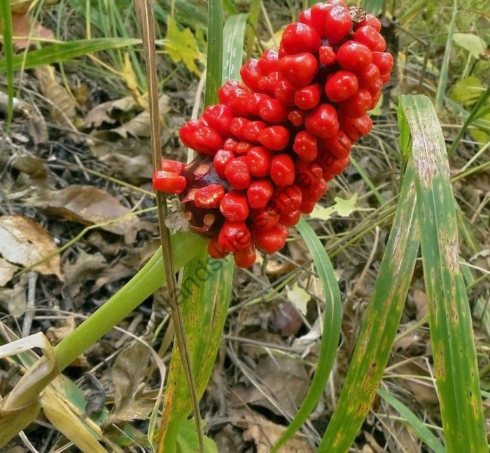 Ягода аризема