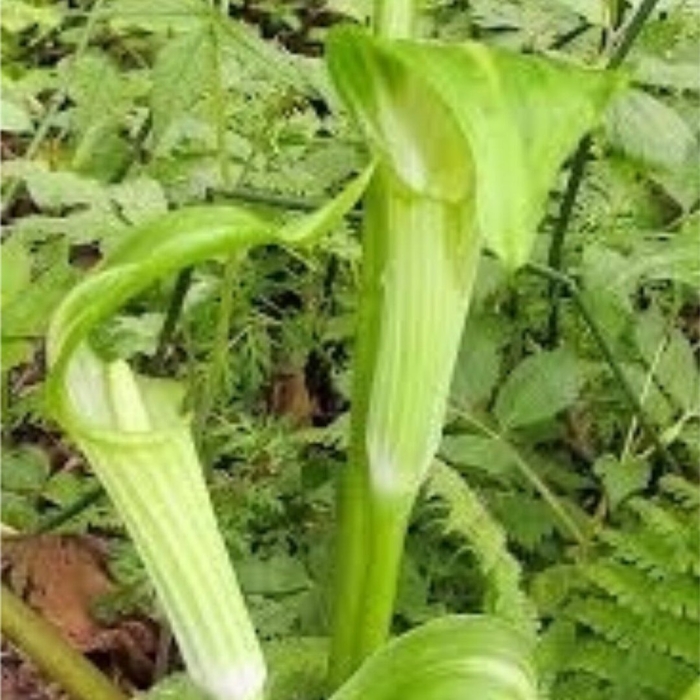 Arisaema amurense