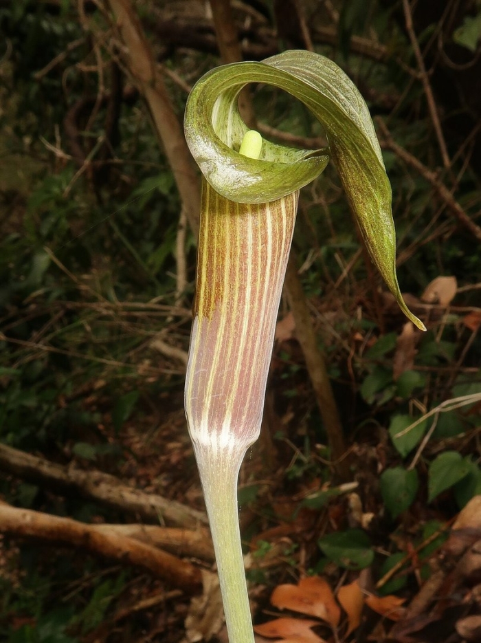 Arisaema serratum
