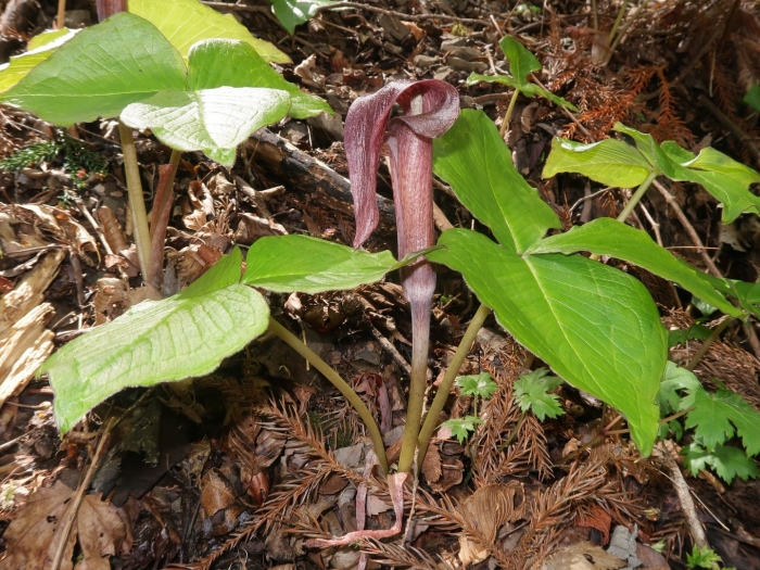 Аризема белоснежнейшая