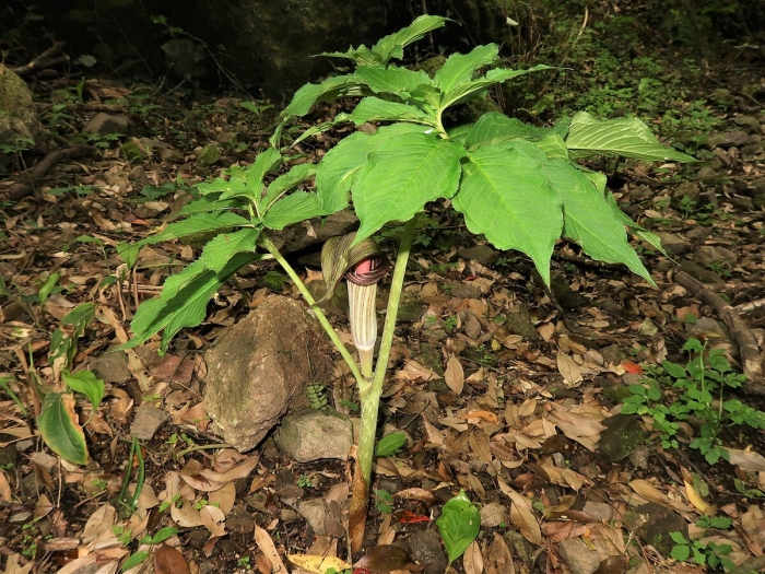 Arisaema serratum