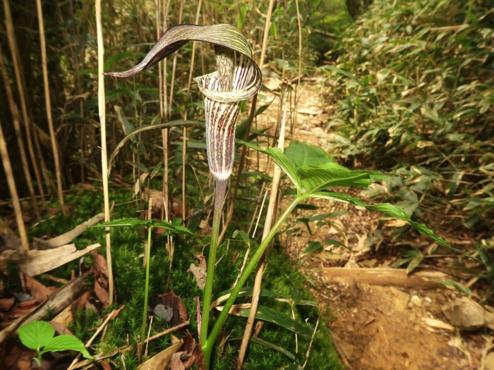 Arisaema ciliatum