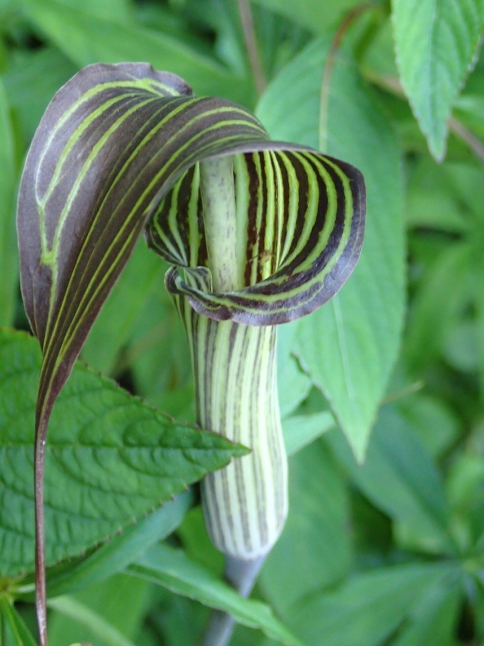 Аризема амурская лекарственная