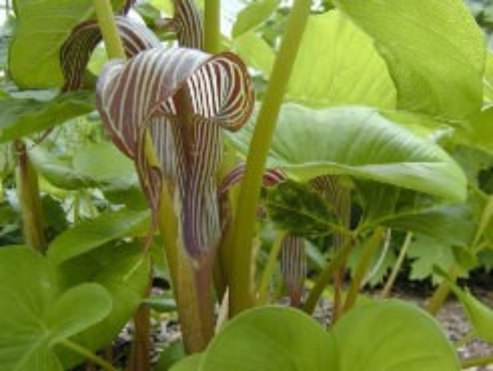 Arisaema franchetianum