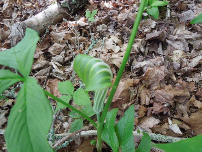 Арум трифиллум