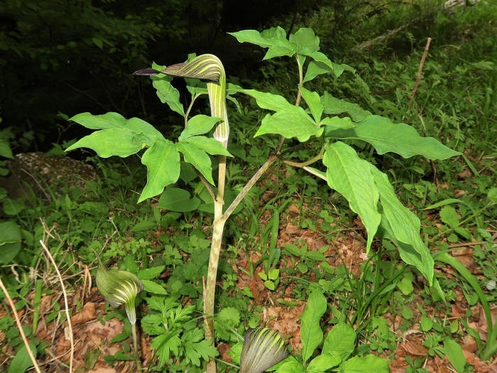 Arisaema amurense