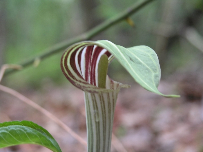 Аризема трёхлистная