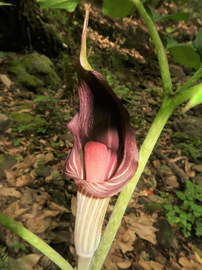 Клубни ариземы