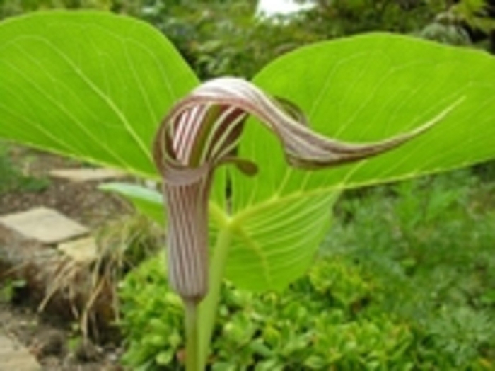Arisaema fargesii