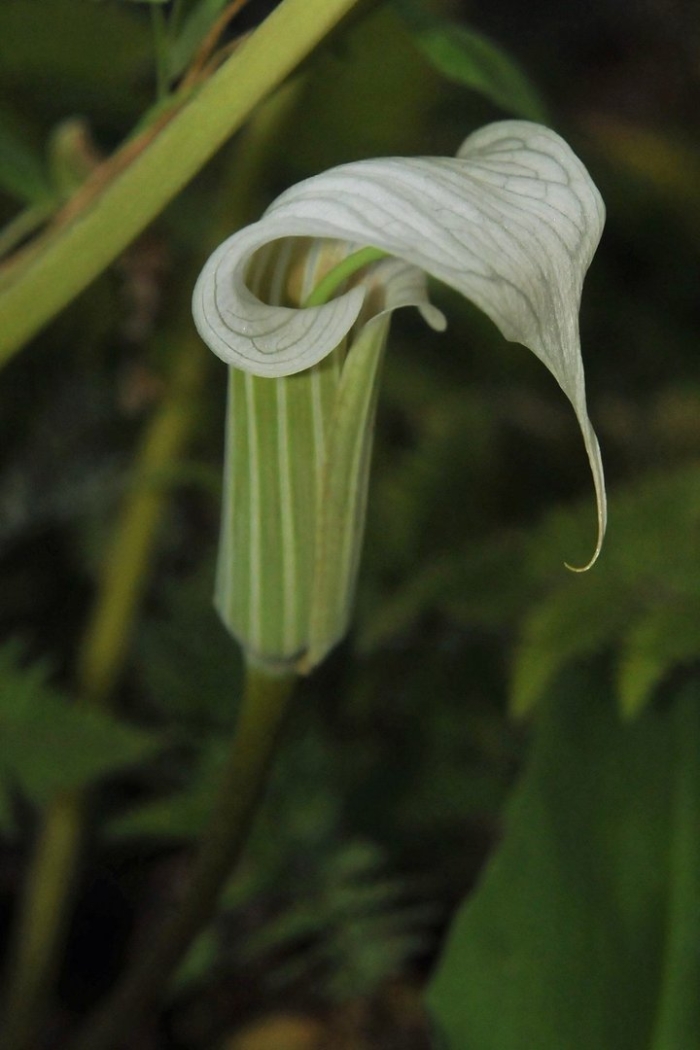 Аризема амурская