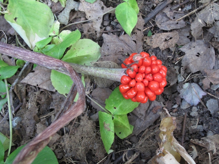 Аризема трехлистная форхоза