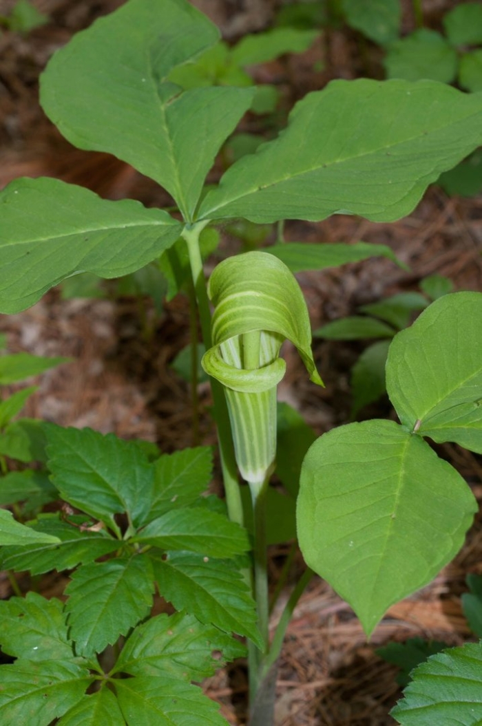 Аризема трёхлистная