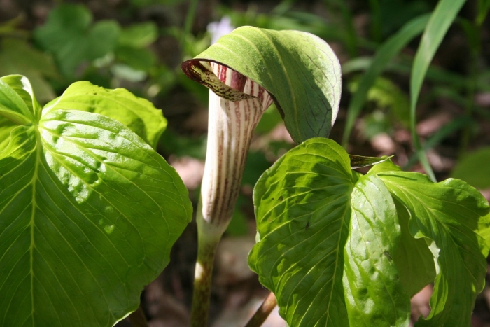 Arisaema triphyllum