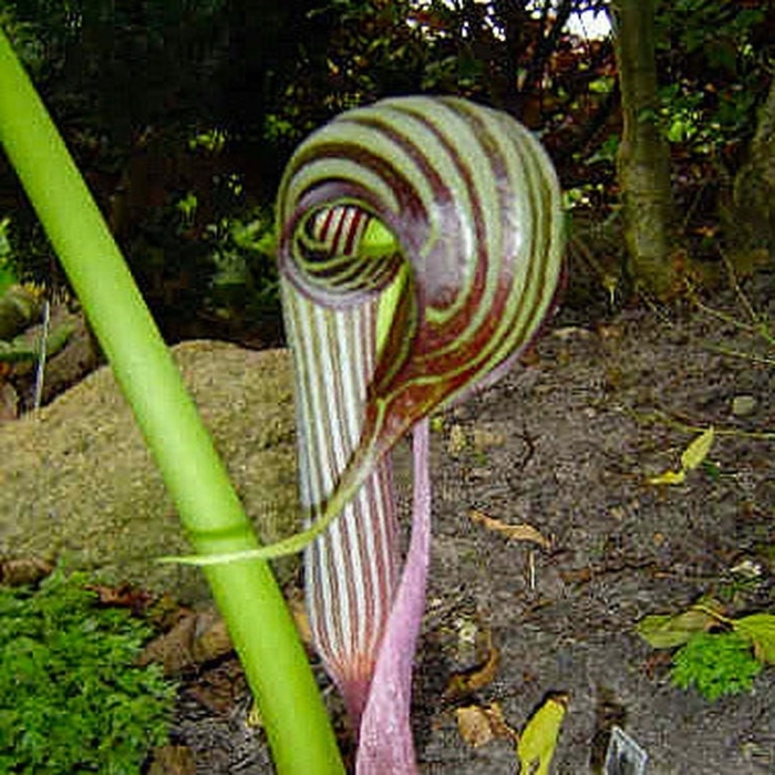 Аризема фаргеза