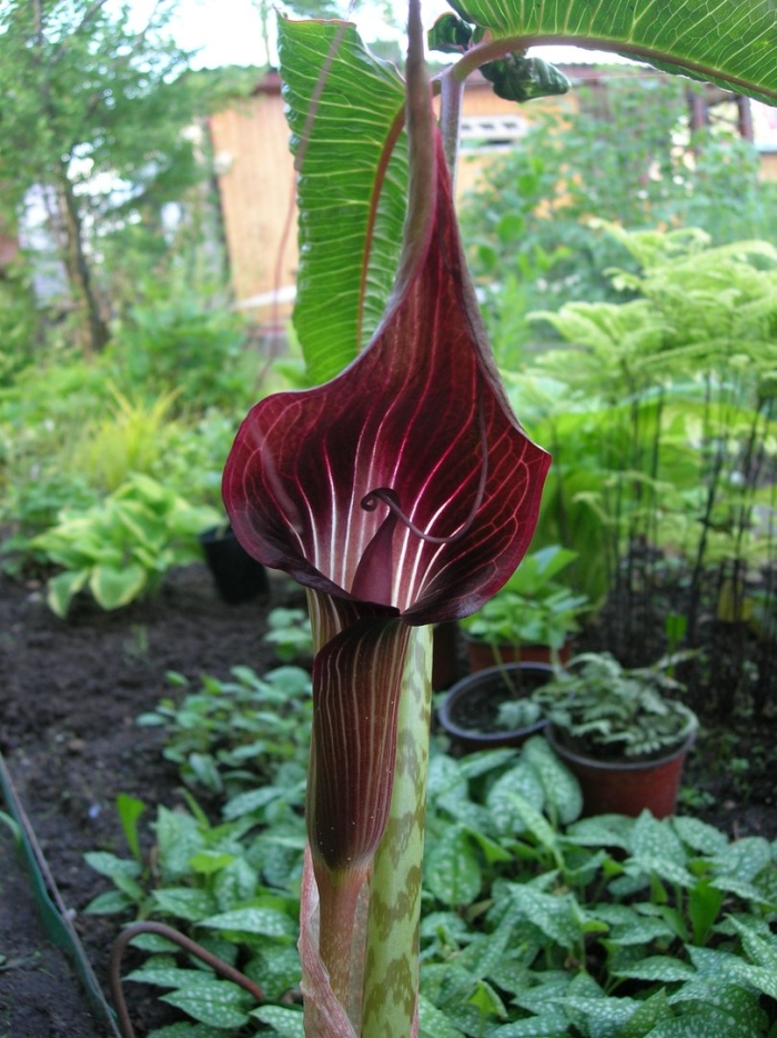 Аризема амурская