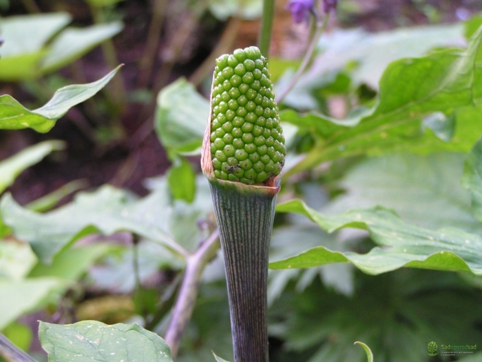 Аризема амурская