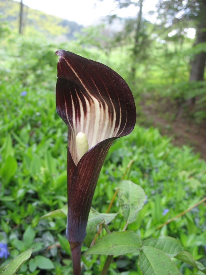 Аризема франше