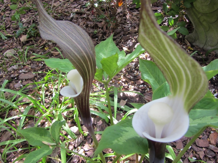 Аризема белоснежнейшая
