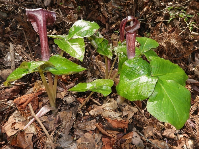 Arisaema ternatipartitum