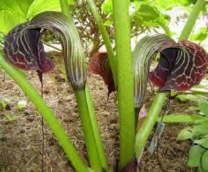 Аризема гриффита