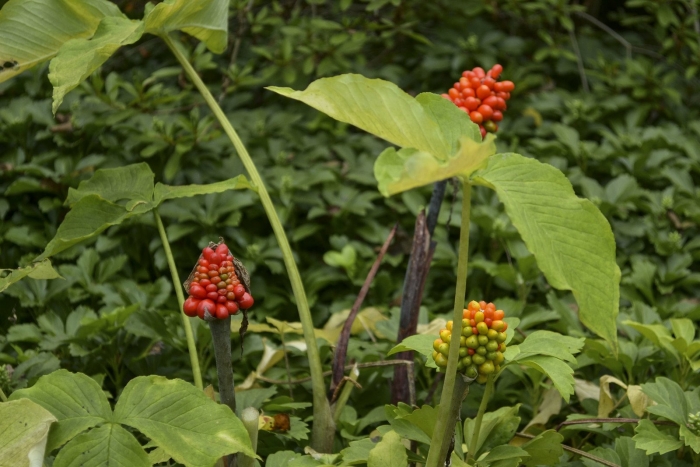 Аронник italicum