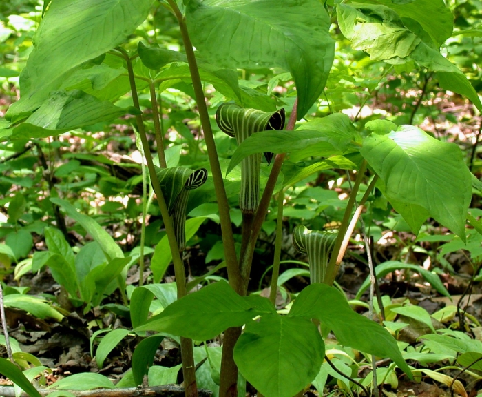 Arisaema triphyllum