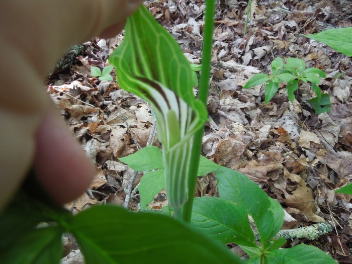 Аризема амурская (arisaema amurense)