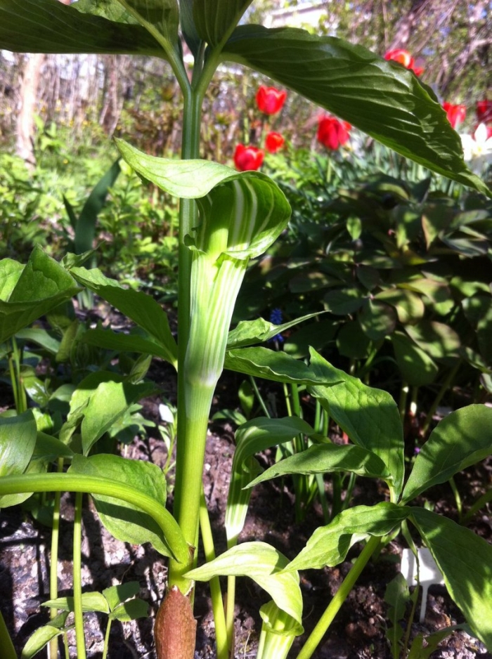 Аризема мощная