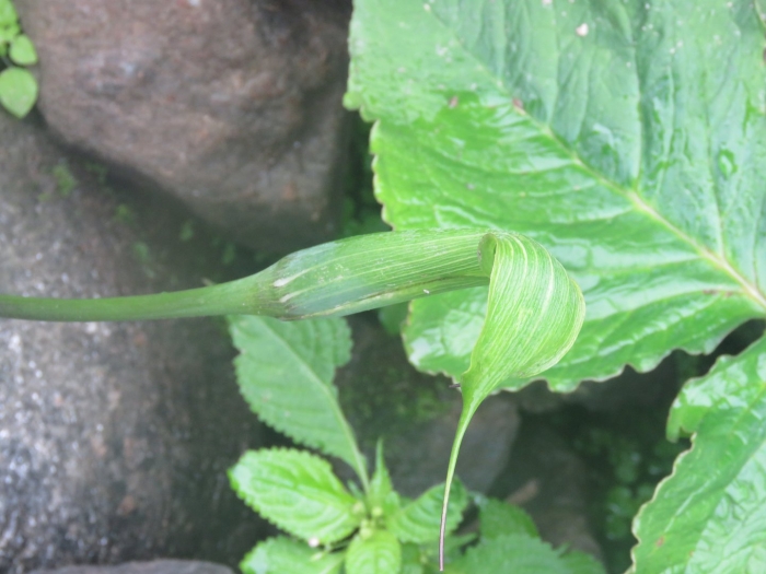 Аризема амурская