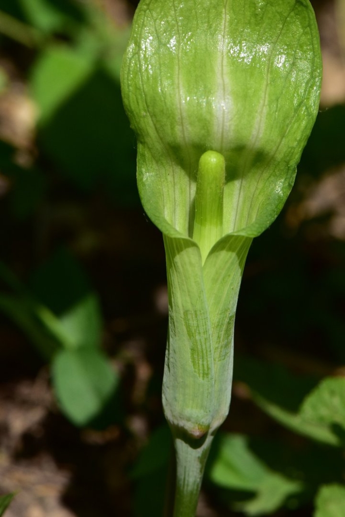 Аризема амурская